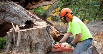 Tree Removal Melbourne