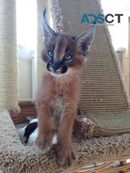 Cats,Caracal kitten,Africa serval kitten