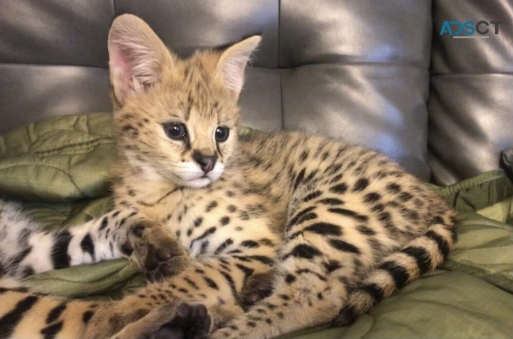 Cats,Caracal kitten,Africa serval kitten