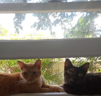 Two 12 month old female cat's for sale. 