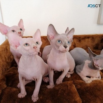 Adorable Sphynx kittens for sale