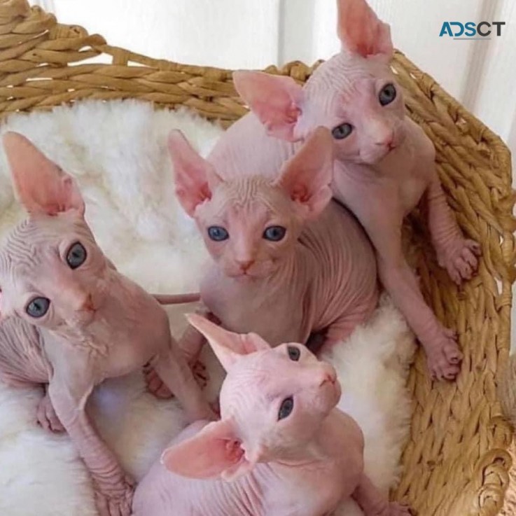 Adorable Sphynx kittens for sale