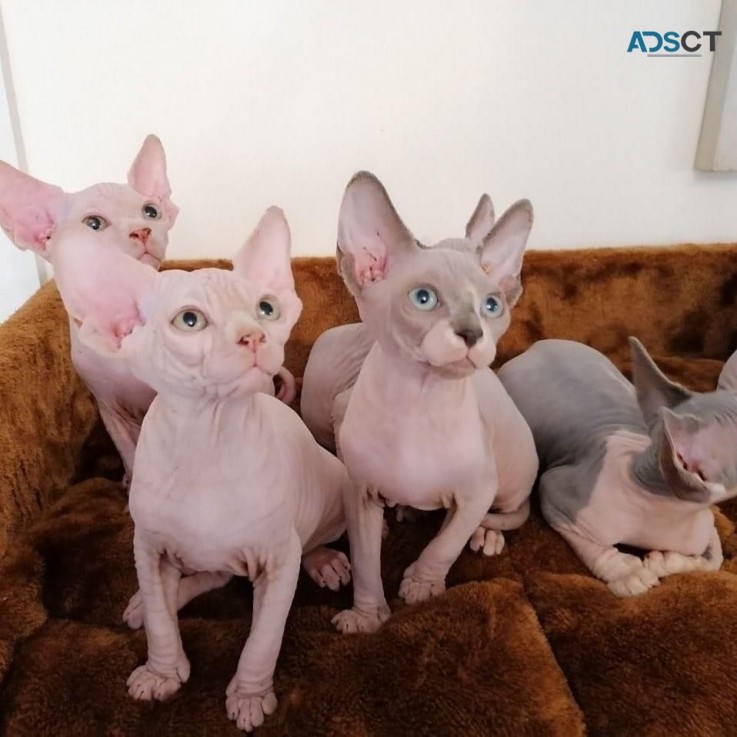 Adorable Sphynx kittens for sale