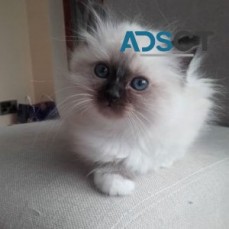 Buy Female Birman Kittens