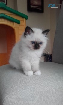 Buy Female Birman Kittens