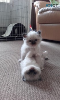 Buy Female Birman Kittens