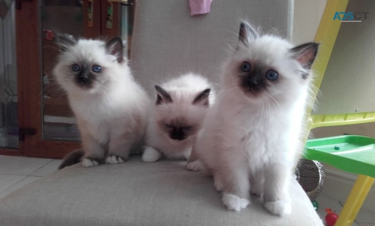 Buy Female Birman Kittens