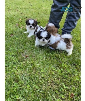 Cute Shih Tzu Puppies For Sale