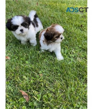 Cute Shih Tzu Puppies For Sale