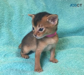 Abyssinian kittens 