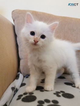 Birman kittens