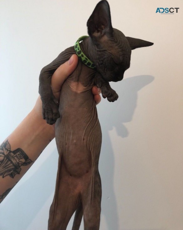 Adorable Sphynx kitten