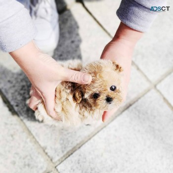 POODLE PUPPIES 