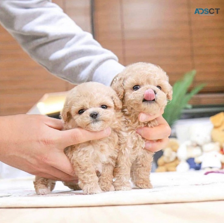 POODLE PUPPIES 