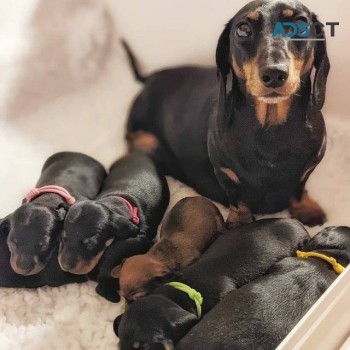 CUTE DCHSHUND PUPPIES FOR REHOMING.