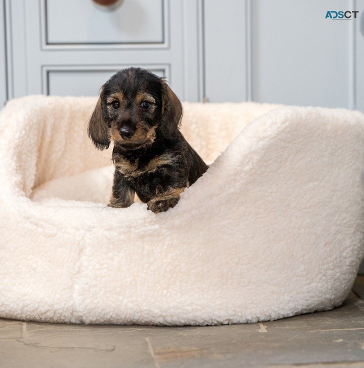 CUTE DCHSHUND PUPPIES FOR REHOMING.