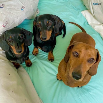 CUTE DCHSHUND PUPPIES FOR REHOMING.