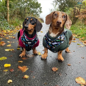 CUTE DCHSHUND PUPPIES FOR REHOMING.