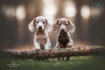 Dachshund puppies for sale, 