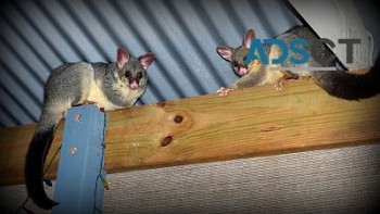 247 Possum Removal Adelaide