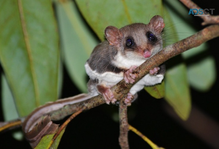 247 Possum Removal Adelaide