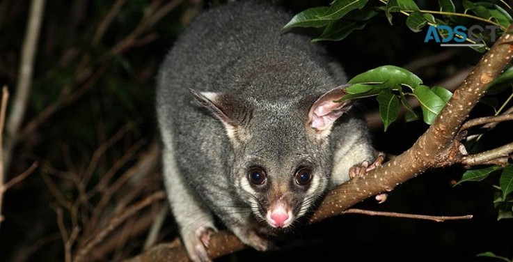 247 Possum Removal Adelaide