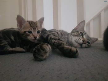 3 kittens looking for their forever home