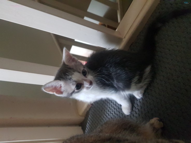 3 kittens looking for their forever home