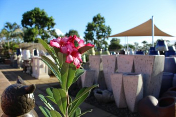 Bedrock Landscape Centre