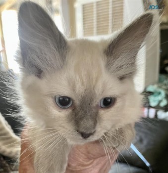 Purebred Ragdoll Kittens