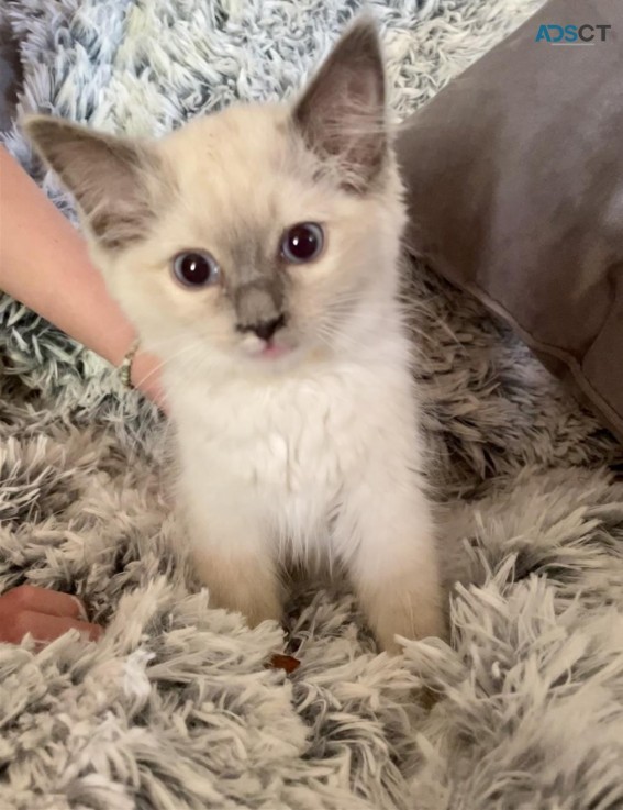 Purebred Ragdoll Kittens