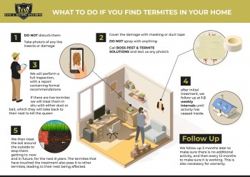 Boss Pest &amp; Termite Solutions