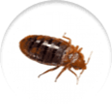 Best Pest Control Perth