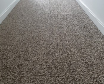 EVOLUTION CARPET CLEANING PEST CONTROL