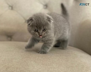 Scottish fold kittens for sale