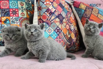 Scottish fold kittens for sale 