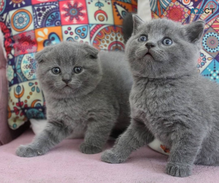 Scottish fold kittens for sale 