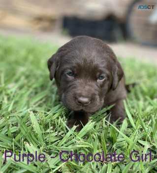 Pure Bred Labrador Puppies