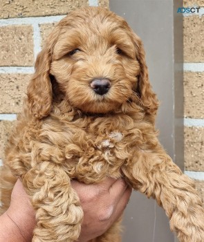 Ruby color Cavoodle Puppies