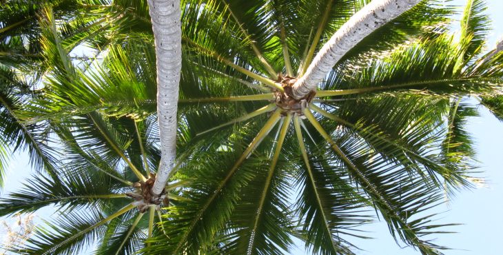 Palm Cove Retreat Day Spa