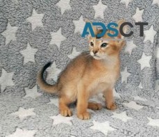 Abyssinian kittens for sale