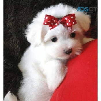 Outstanding Maltese Puppies