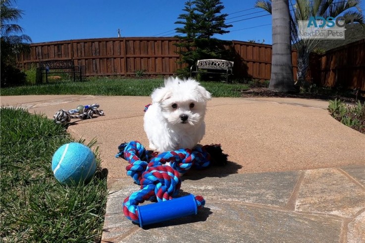 Outstanding Maltese Puppies