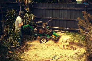 Stump Grinding & Stump Removal Services | Dynamic Arborist