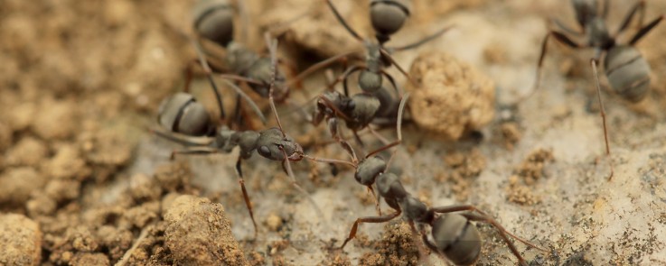 Total Weed & Pest Control (Mackay)