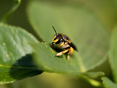 Connells Pest Management