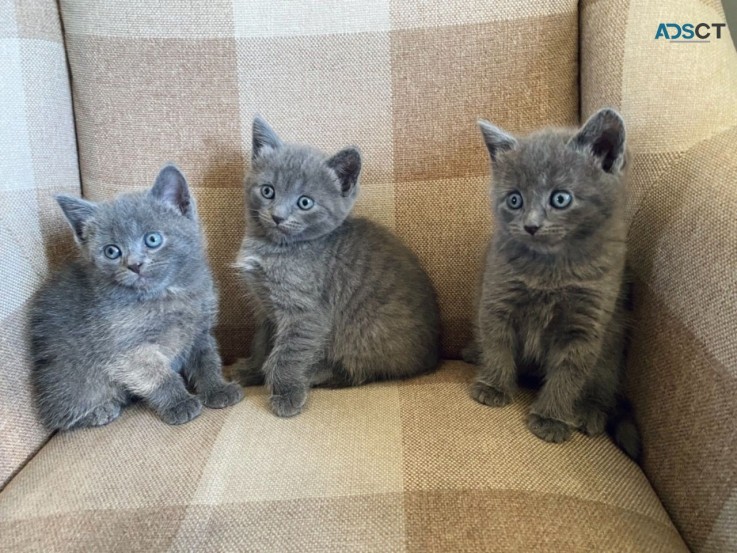 Russian Blue kittens for rehoming