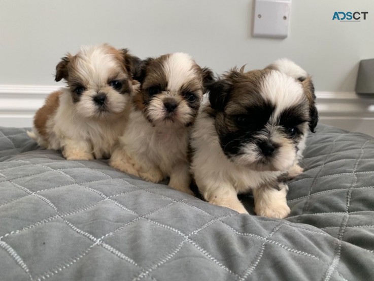 Maltese puppies for sale 