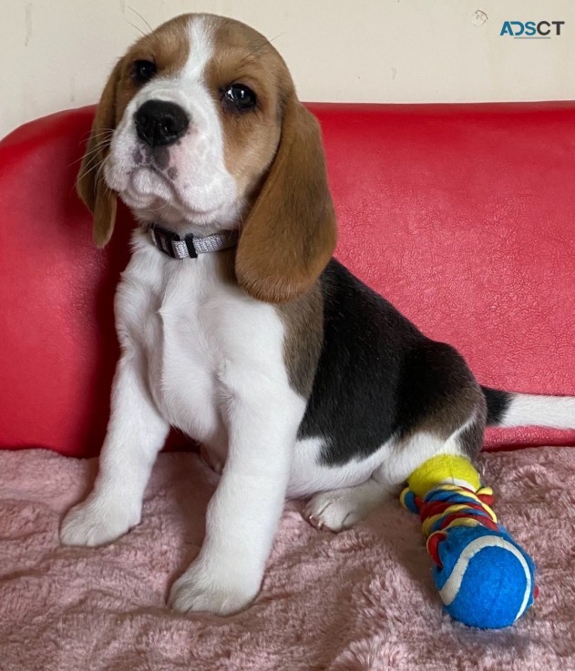 Beagle Puppies - Ready Now