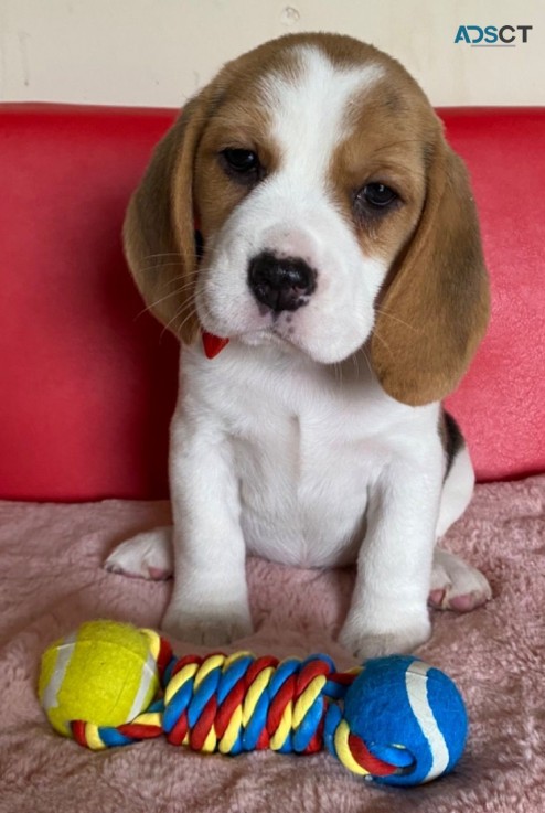 Beagle Puppies - Ready Now